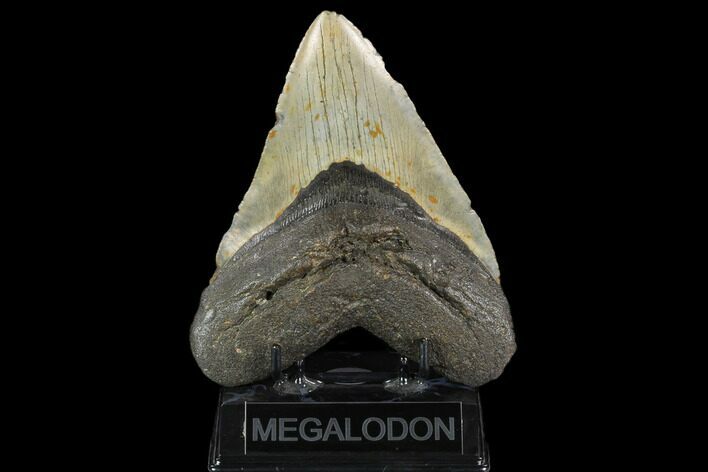 Giant, Fossil Megalodon Tooth - North Carolina #124556